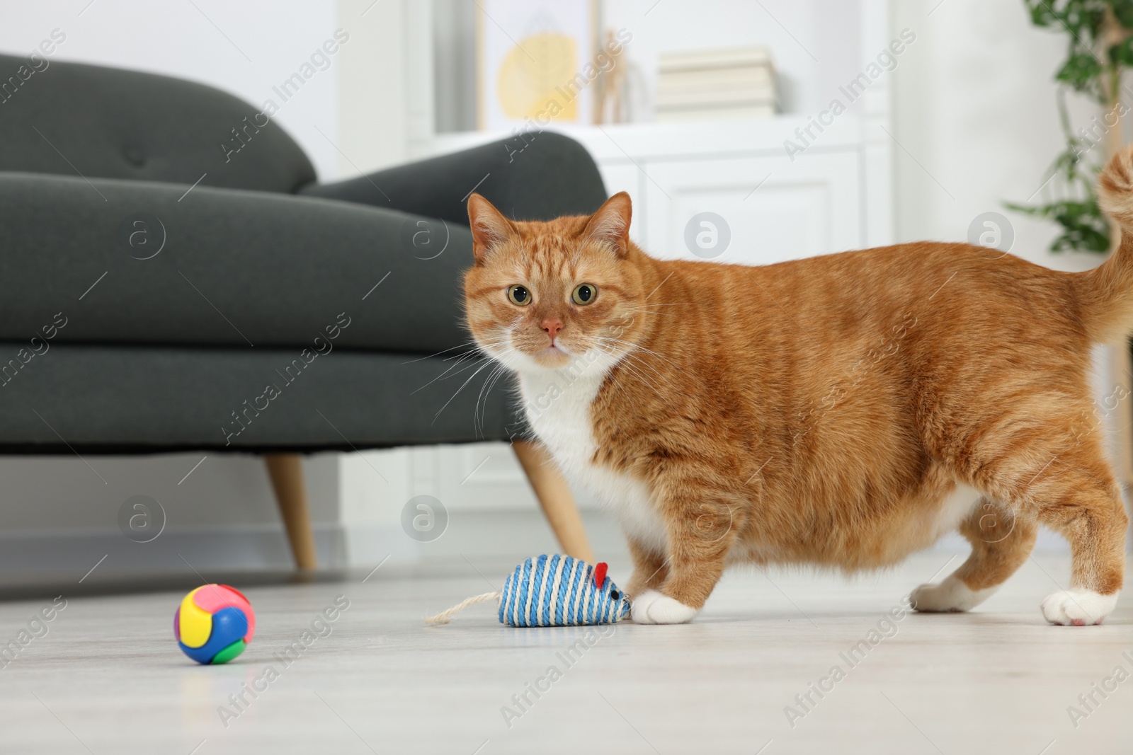 Photo of Cute ginger cat playing with toys at home