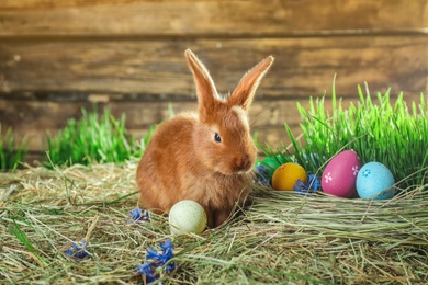 Photo of Adorable Easter bunny and dyed eggs on straw