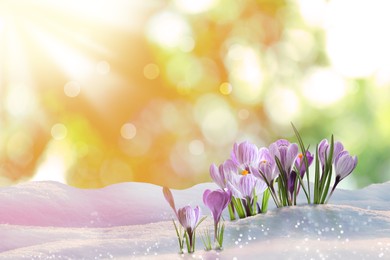 Beautiful spring crocus flowers growing through snow outdoors on sunny day, space for text