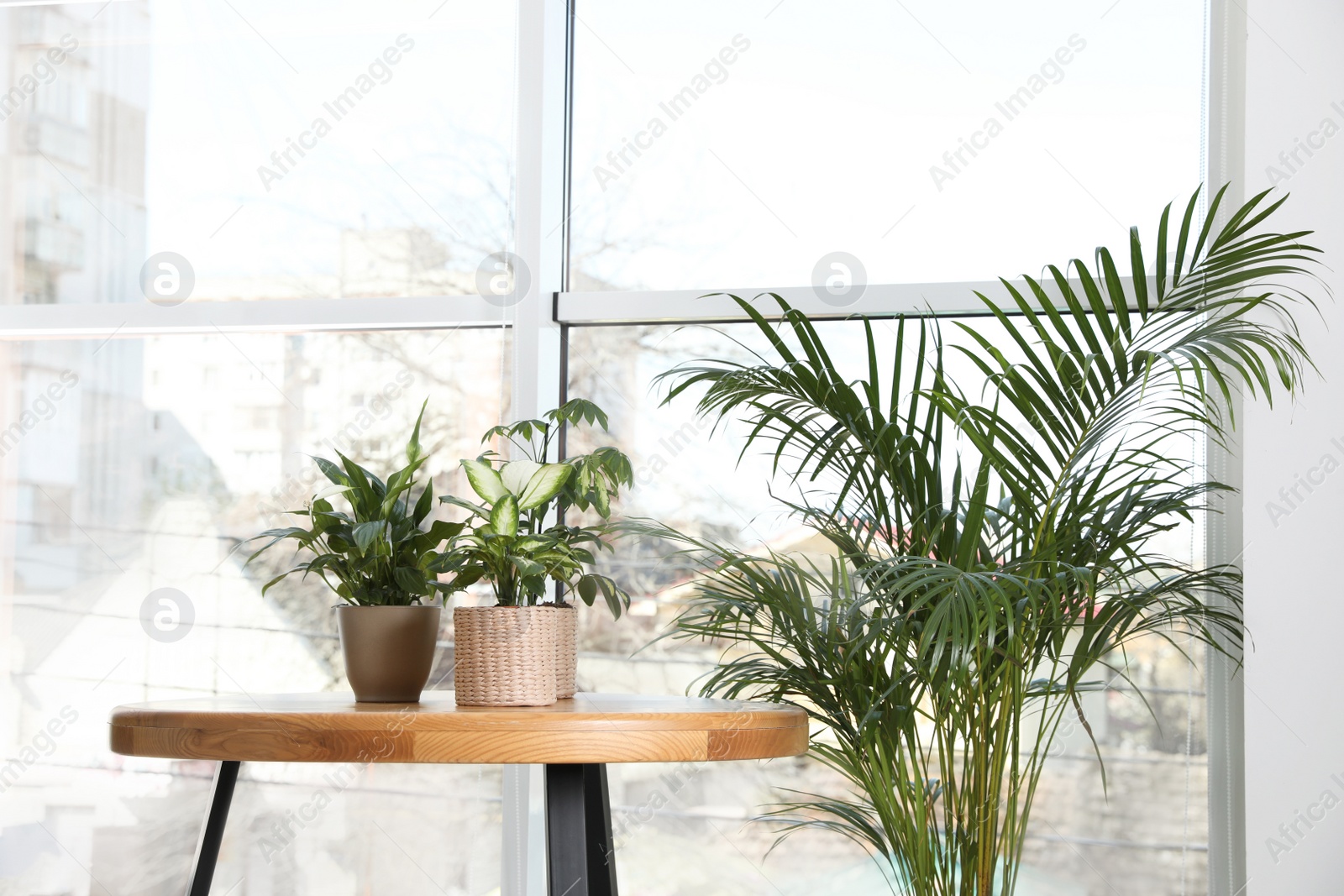 Photo of Different green potted plants near window at home