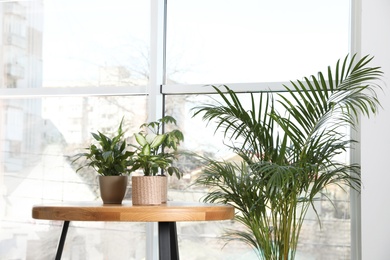 Different green potted plants near window at home