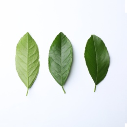 Photo of Fresh green citrus leaves on white background, top view