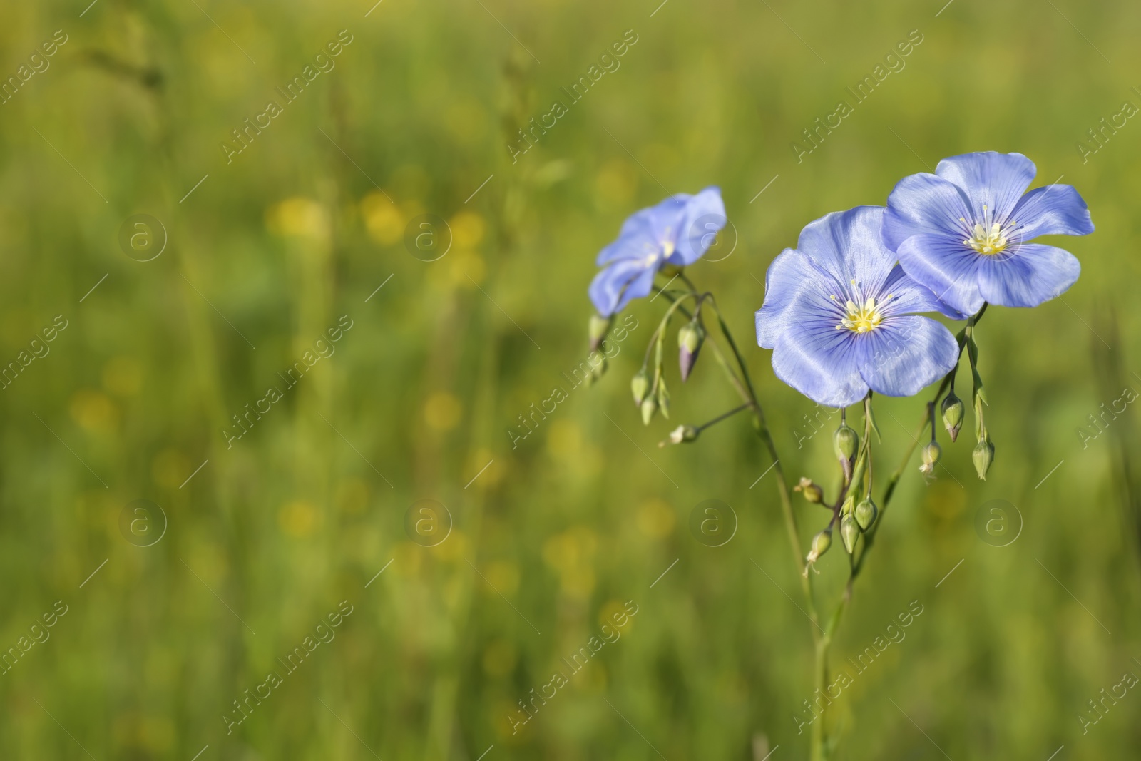 Photo of Beautiful flowers growing in meadow on sunny day, space for text