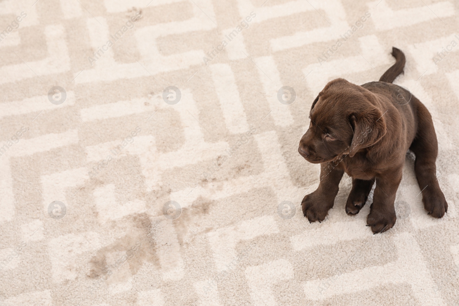 Photo of Chocolate Labrador Retriever puppy and wet spot on carpet. Space for text