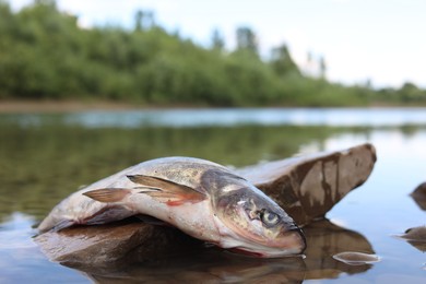 Photo of Dead fish on stone in river, closeup. Environmental pollution concept
