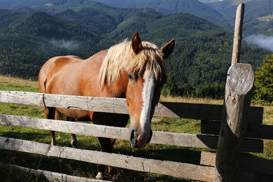 Photo of Beautiful view of horse near wooden fence in mountains