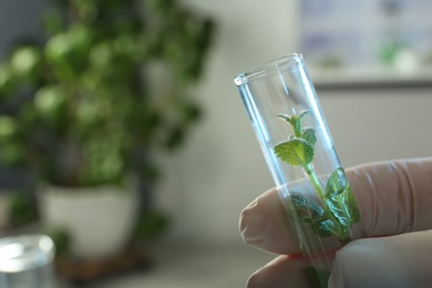 Photo of Lab assistant holding green plant in tube on blurred background, closeup with space for text. Biological chemistry