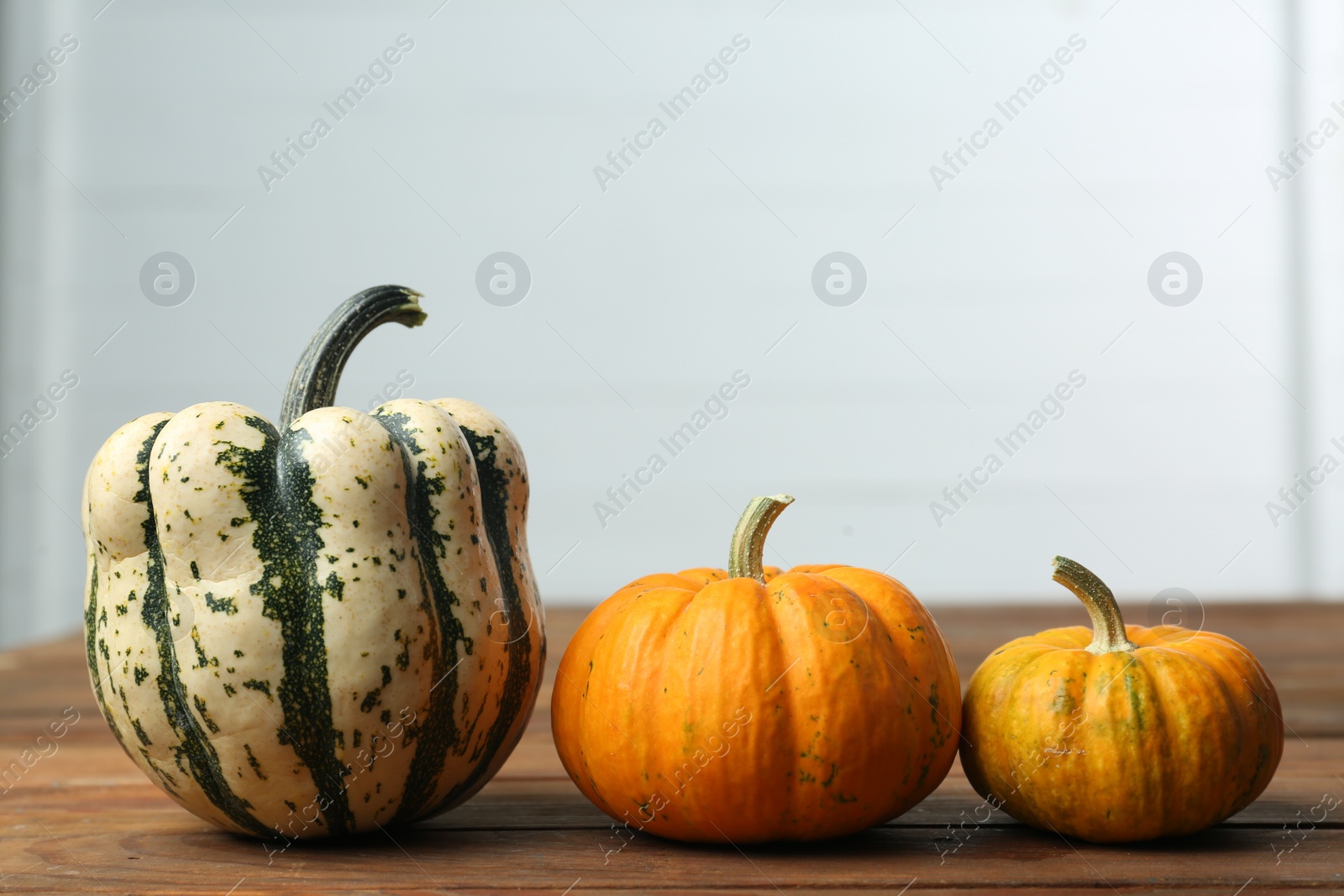 Photo of Thanksgiving day. Many different pumpkins on wooden table