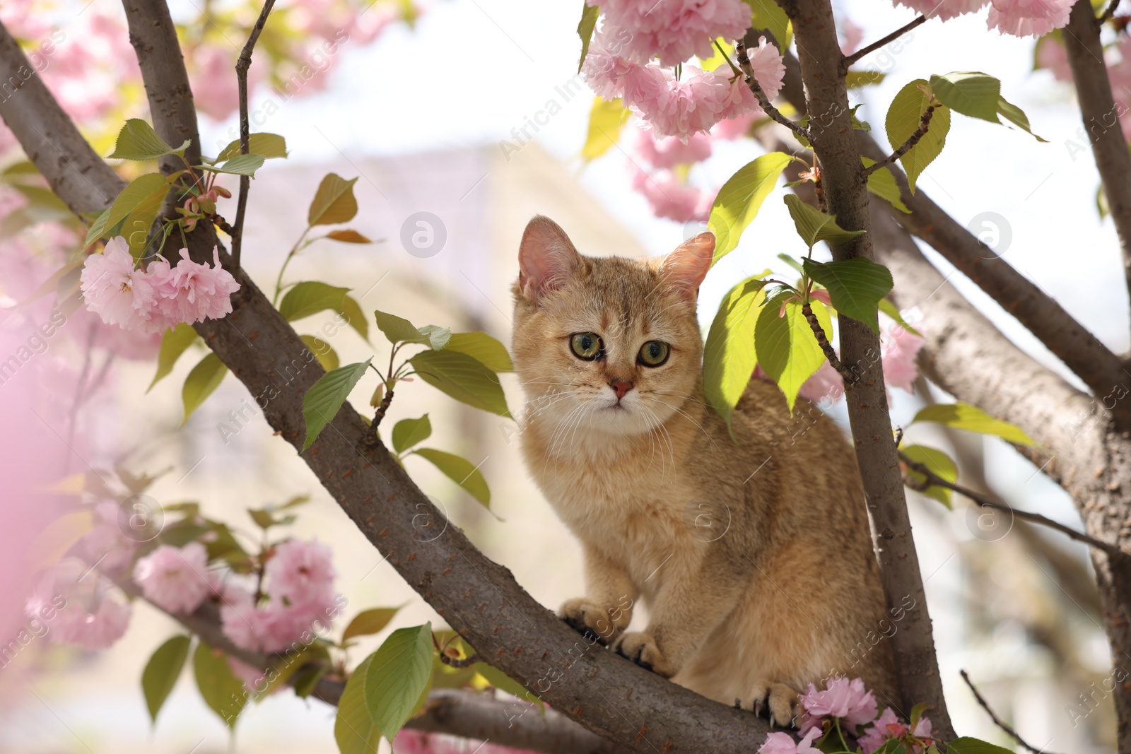 Photo of Cute cat on spring tree branch with beautiful blossoms outdoors