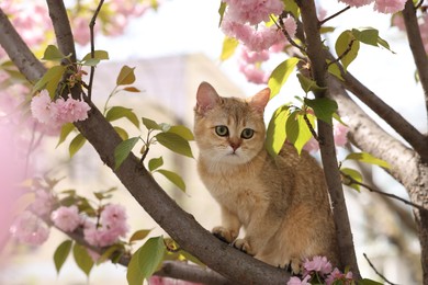 Photo of Cute cat on spring tree branch with beautiful blossoms outdoors