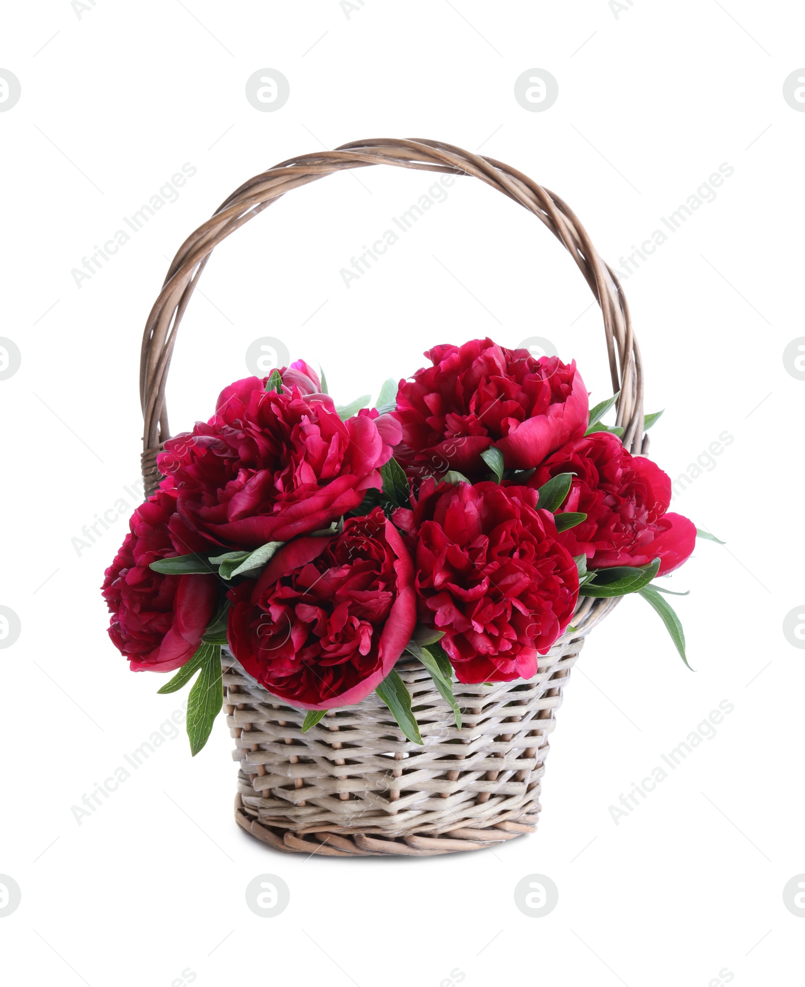 Photo of Bouquet of beautiful red peonies in wicker basket isolated on white