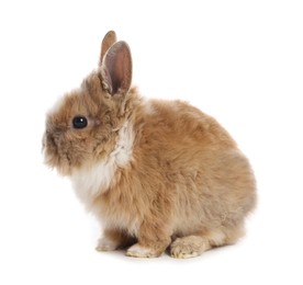 Cute fluffy pet rabbit isolated on white