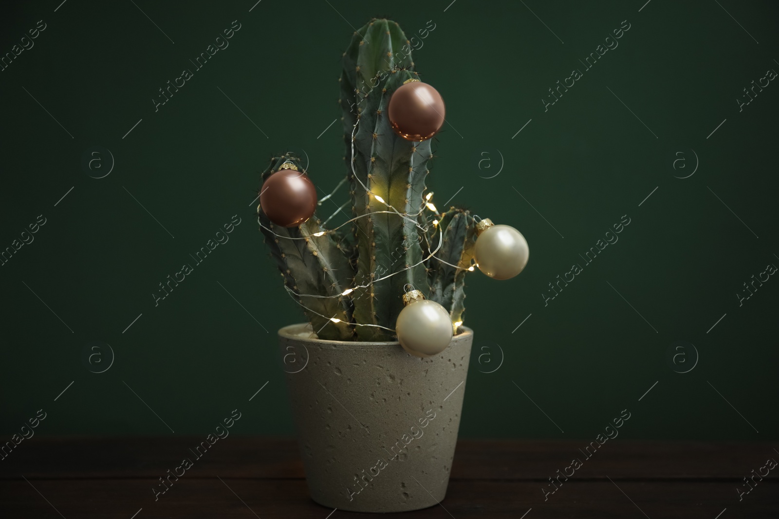 Photo of Beautiful cactus with Christmas balls and festive lights  on wooden table against green background