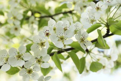 Photo of Tree with beautiful white blossom outdoors on spring day, closeup