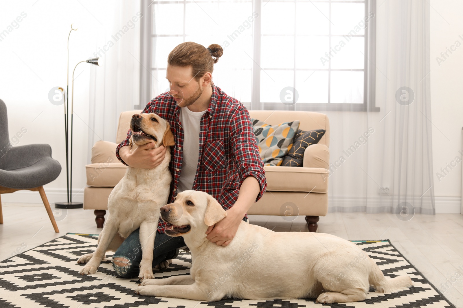 Photo of Adorable yellow labrador retrievers with owner at home