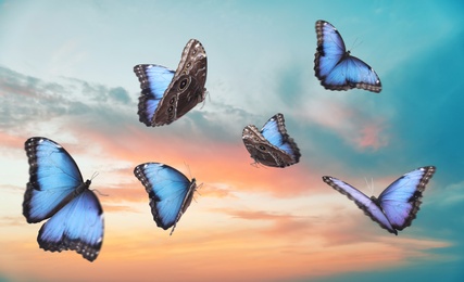 Beautiful butterflies flying in sky at sunset