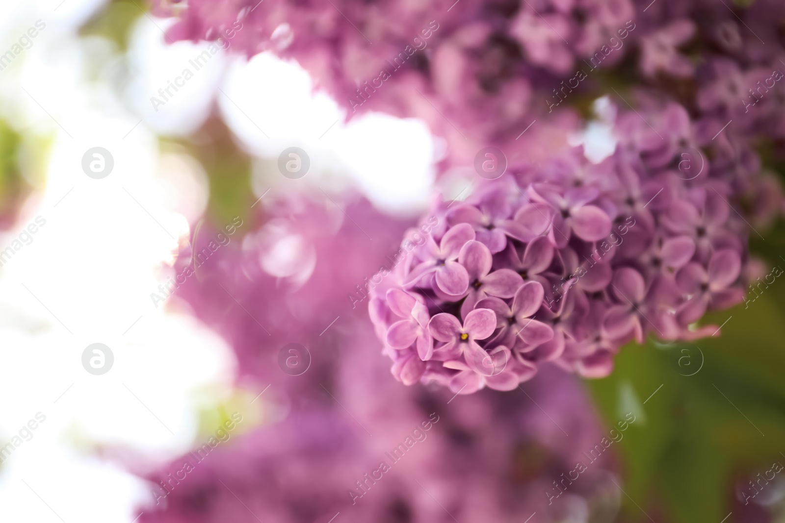 Photo of Closeup view of beautiful blossoming lilac shrub outdoors