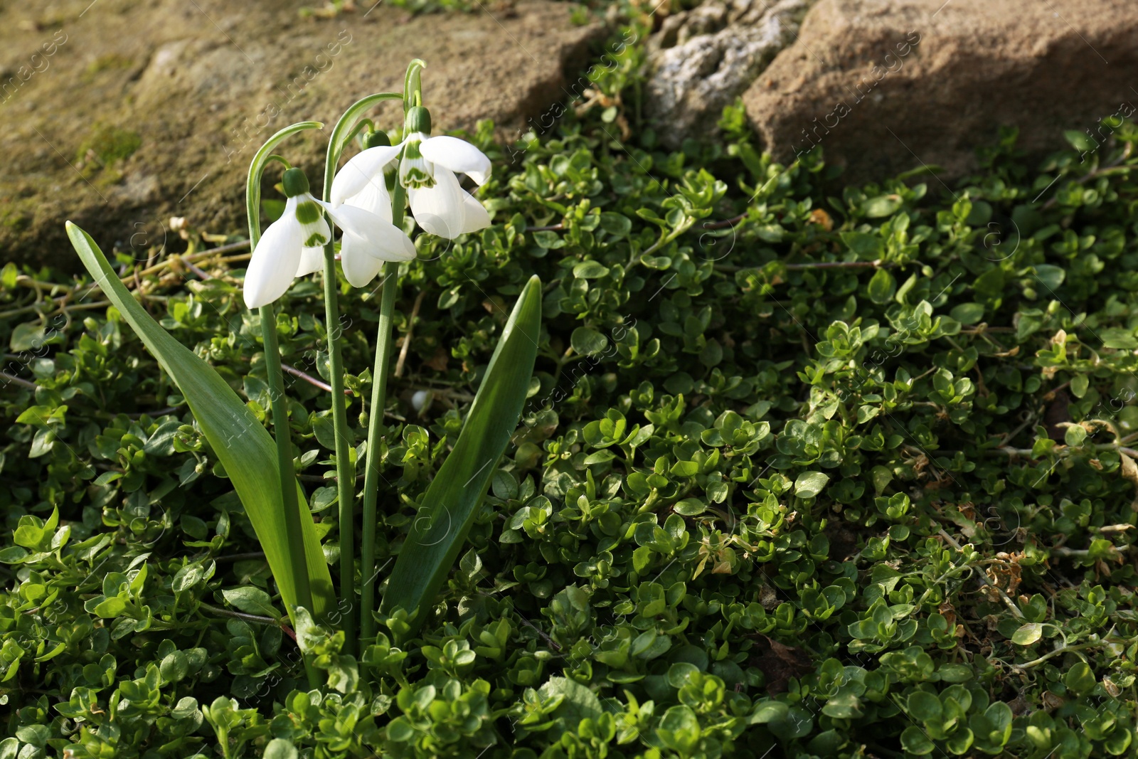 Photo of Beautiful white blooming snowdrops growing outdoors, space for text