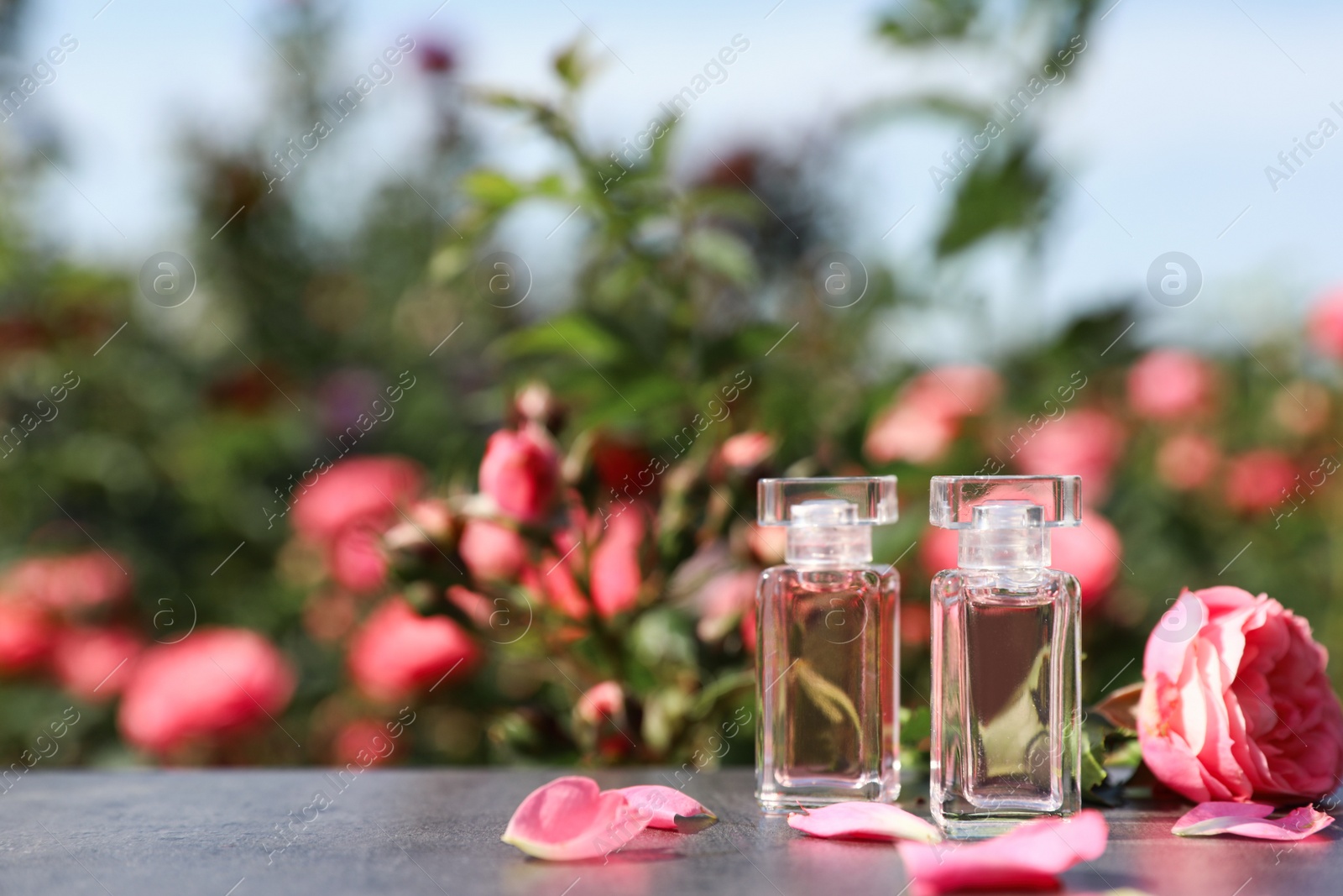 Photo of Bottles with perfume, fresh rose and petals on table against blurred background. Space for text
