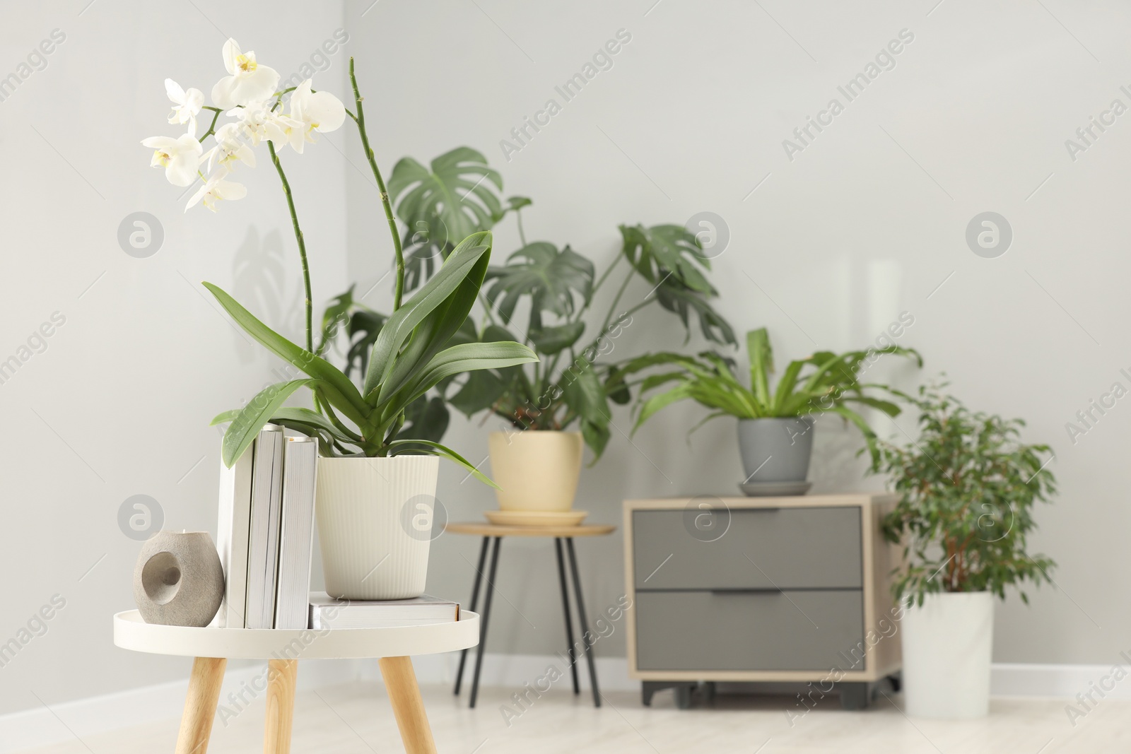 Photo of Blooming white orchid flower in pot, books and candle on side table indoors, space for text