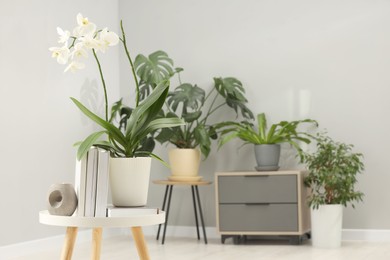 Photo of Blooming white orchid flower in pot, books and candle on side table indoors, space for text