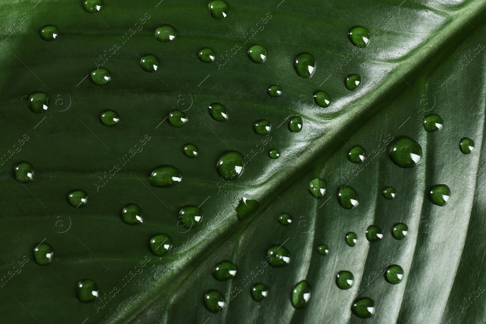 Photo of Green leaf with dew drops as background, closeup