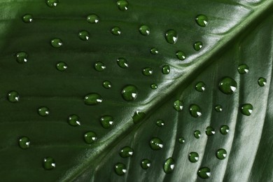 Green leaf with dew drops as background, closeup