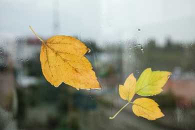 Autumn leaves stuck to window glass on rainy day