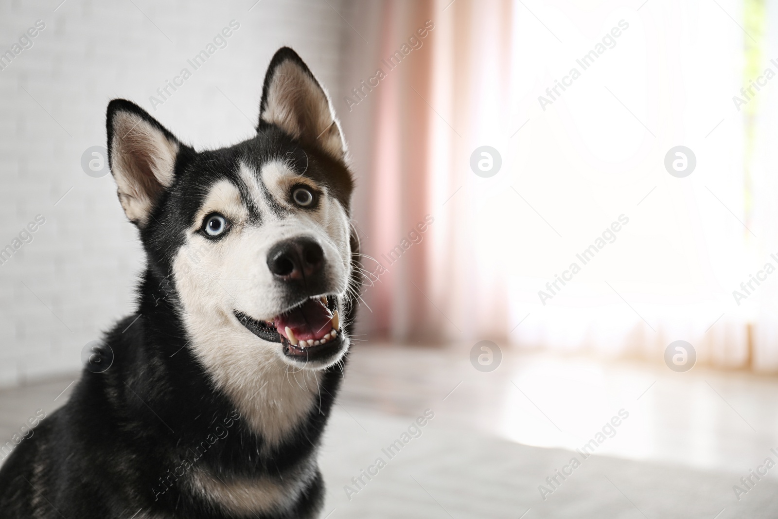 Photo of Cute funny Siberian Husky dog at home. Space for text