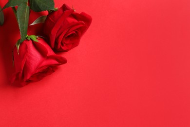 Photo of Beautiful roses on red background, above view. Space for text
