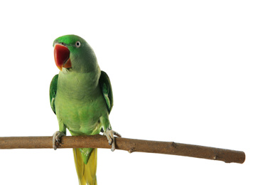 Photo of Beautiful Alexandrine Parakeet on tree branch against white background
