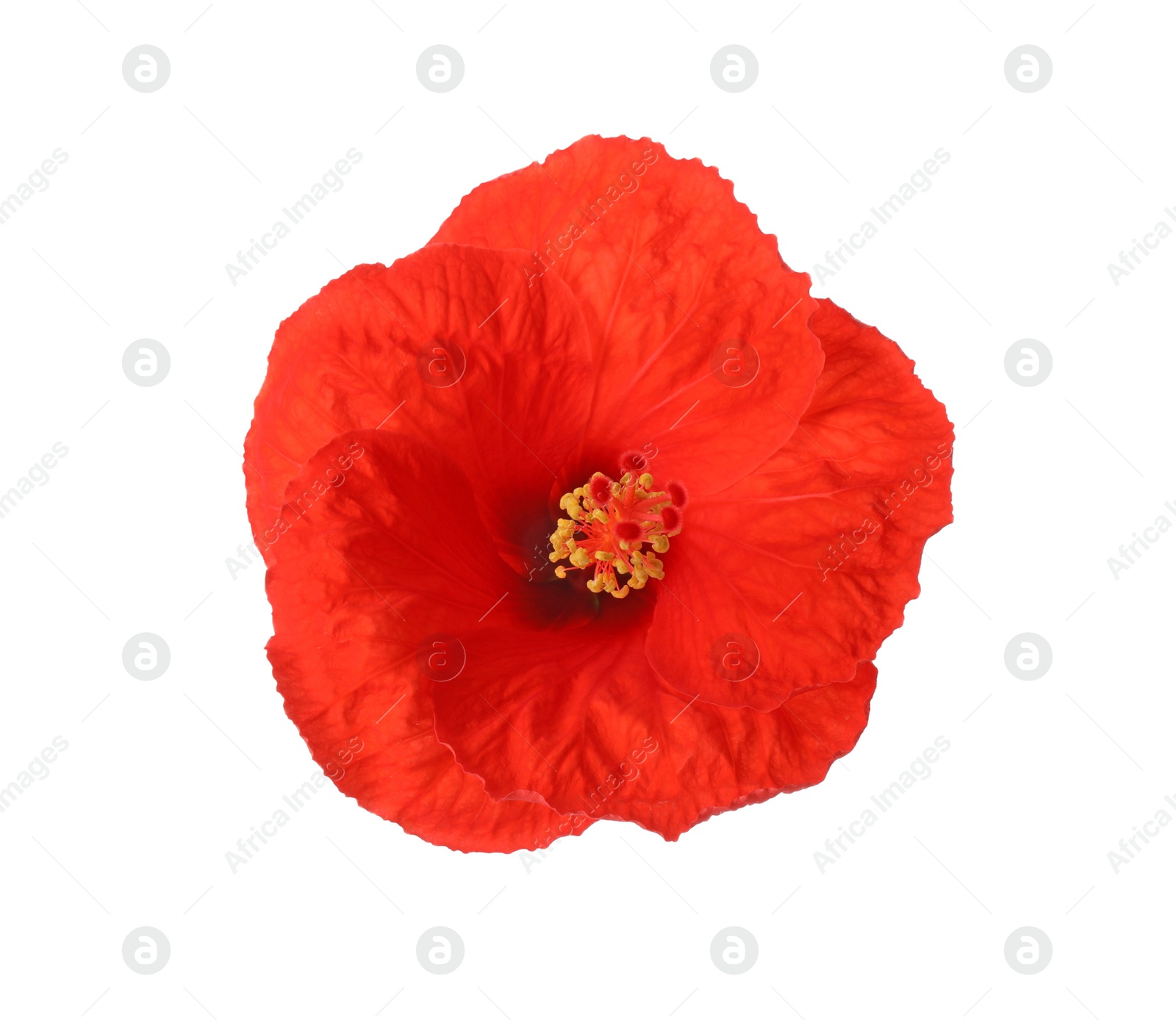 Photo of Beautiful red hibiscus flower isolated on white