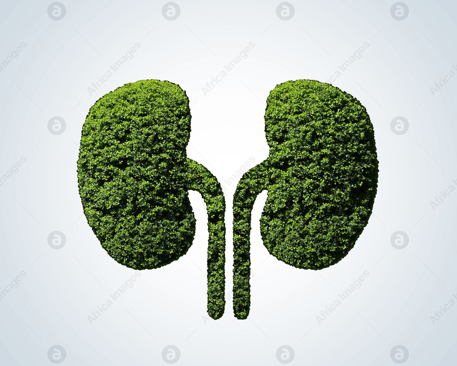 Image of Human kidneys model made of trees with green leaves on light background. Health care concept