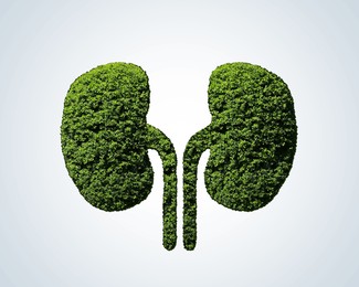 Human kidneys model made of trees with green leaves on light background. Health care concept