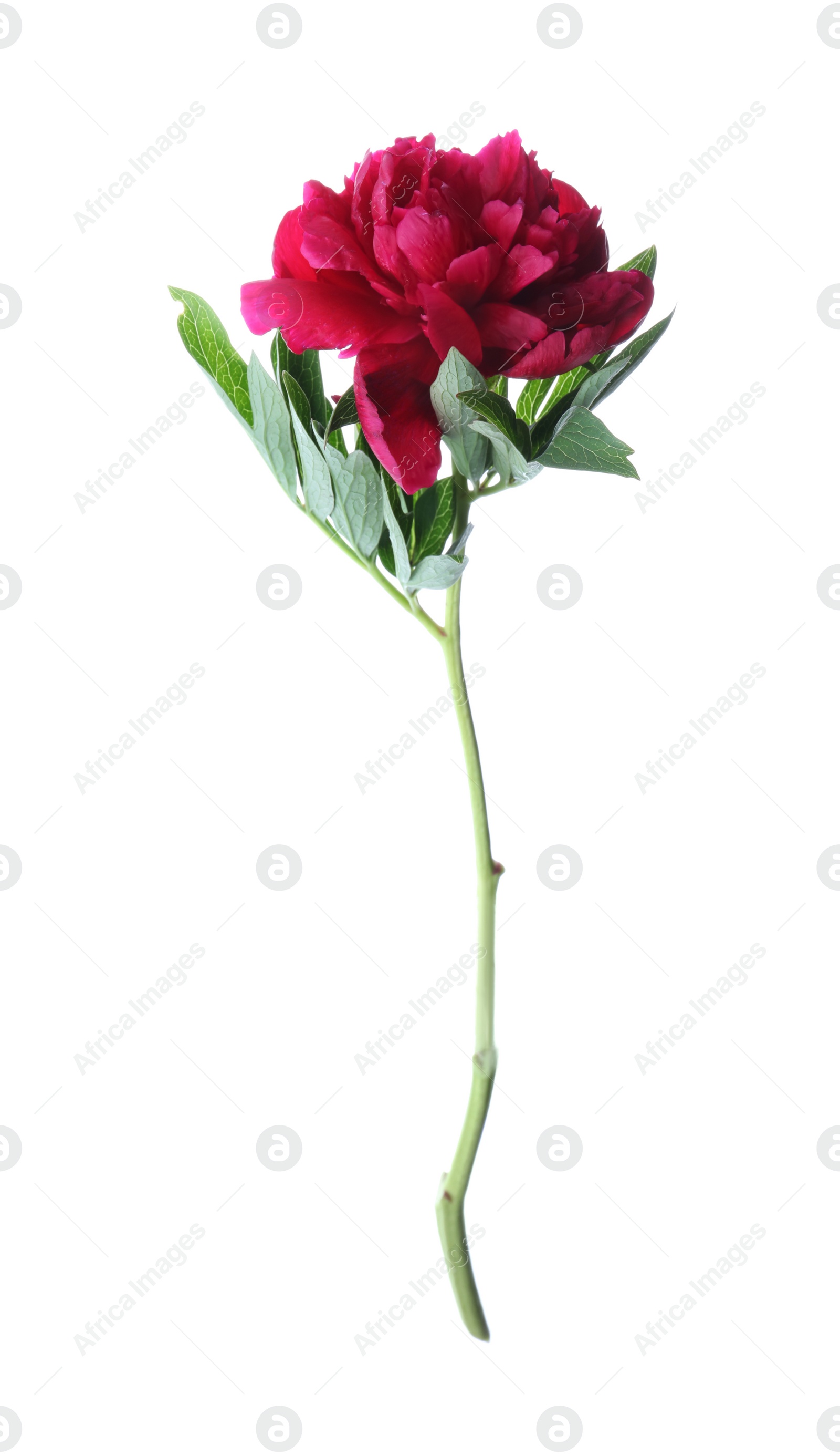 Photo of Beautiful red peony with leaves isolated on white