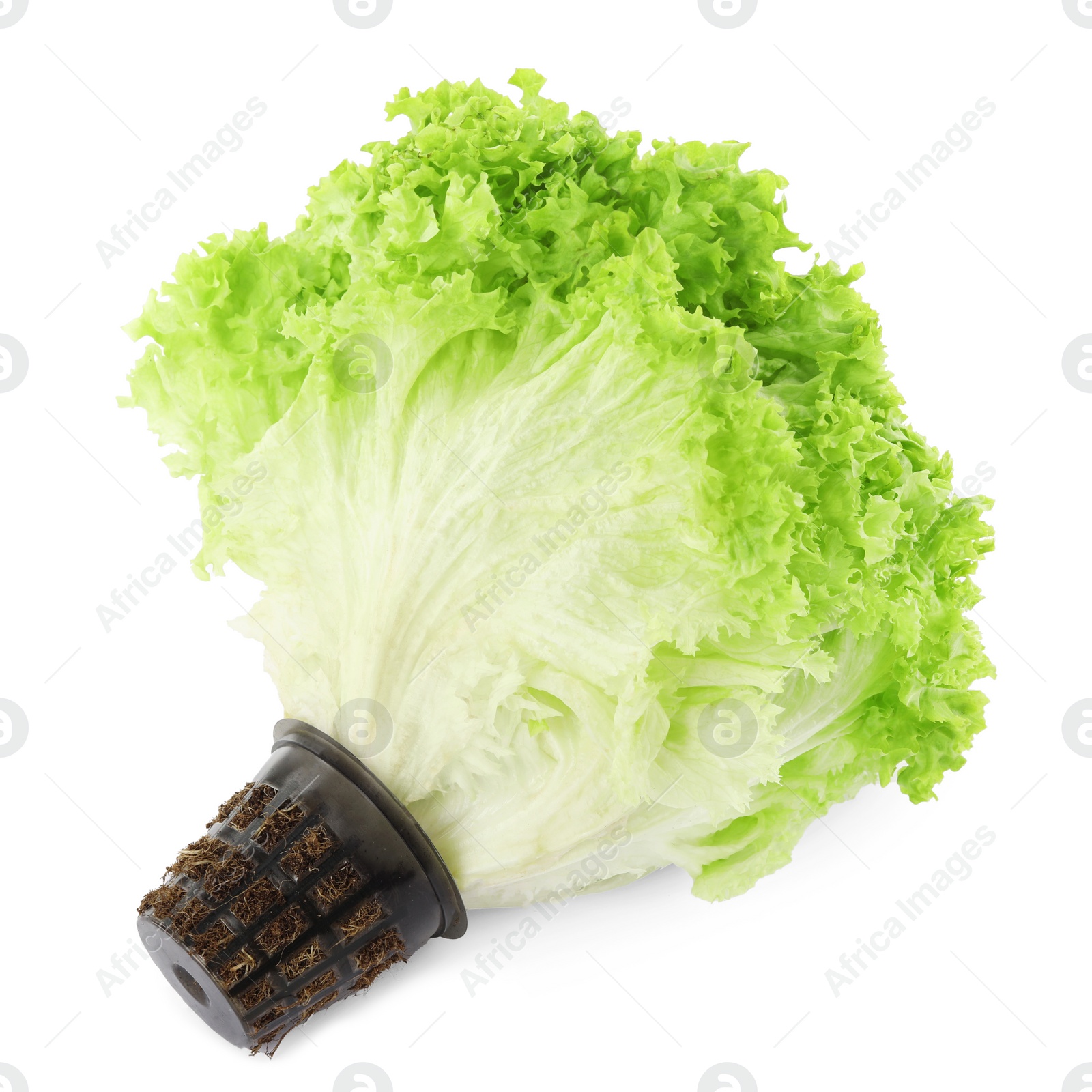 Photo of Fresh lettuce isolated on white. Salad greens
