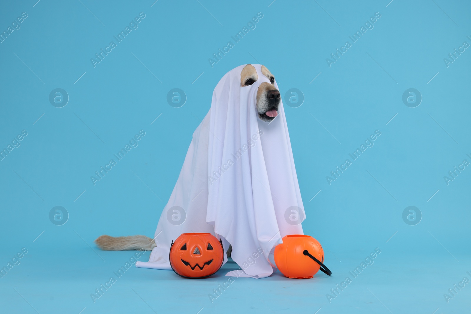 Photo of Cute Labrador Retriever dog wearing ghost costume with Halloween buckets on light blue background