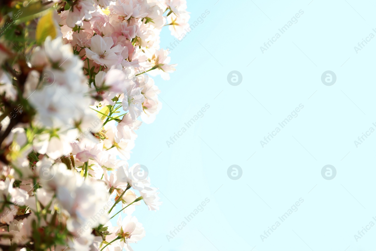 Photo of Blossoming cherry tree, closeup