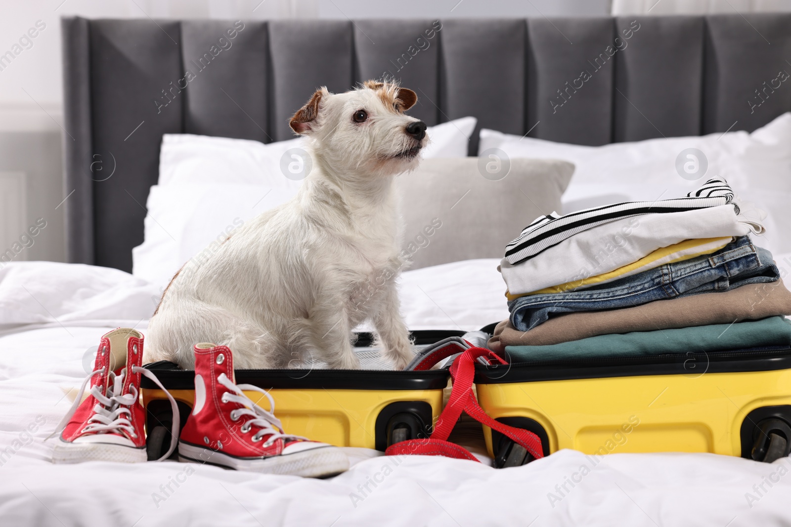 Photo of Travel with pet. Dog, clothes, shoes and suitcase on bed indoors