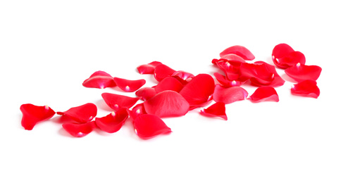 Photo of Fresh red rose petals on white background