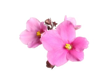 Photo of Pink violet flowers isolated on white. Delicate house plant