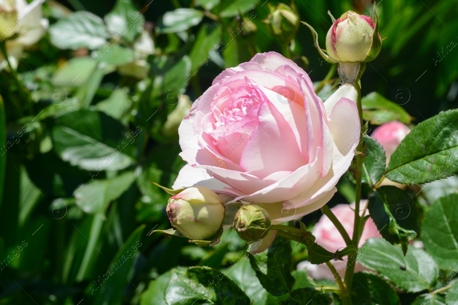 Photo of Beautiful blooming rose bush outdoors, closeup view