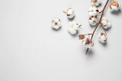 Photo of Dry cotton branch with fluffy flowers on white background, flat lay. Space for text