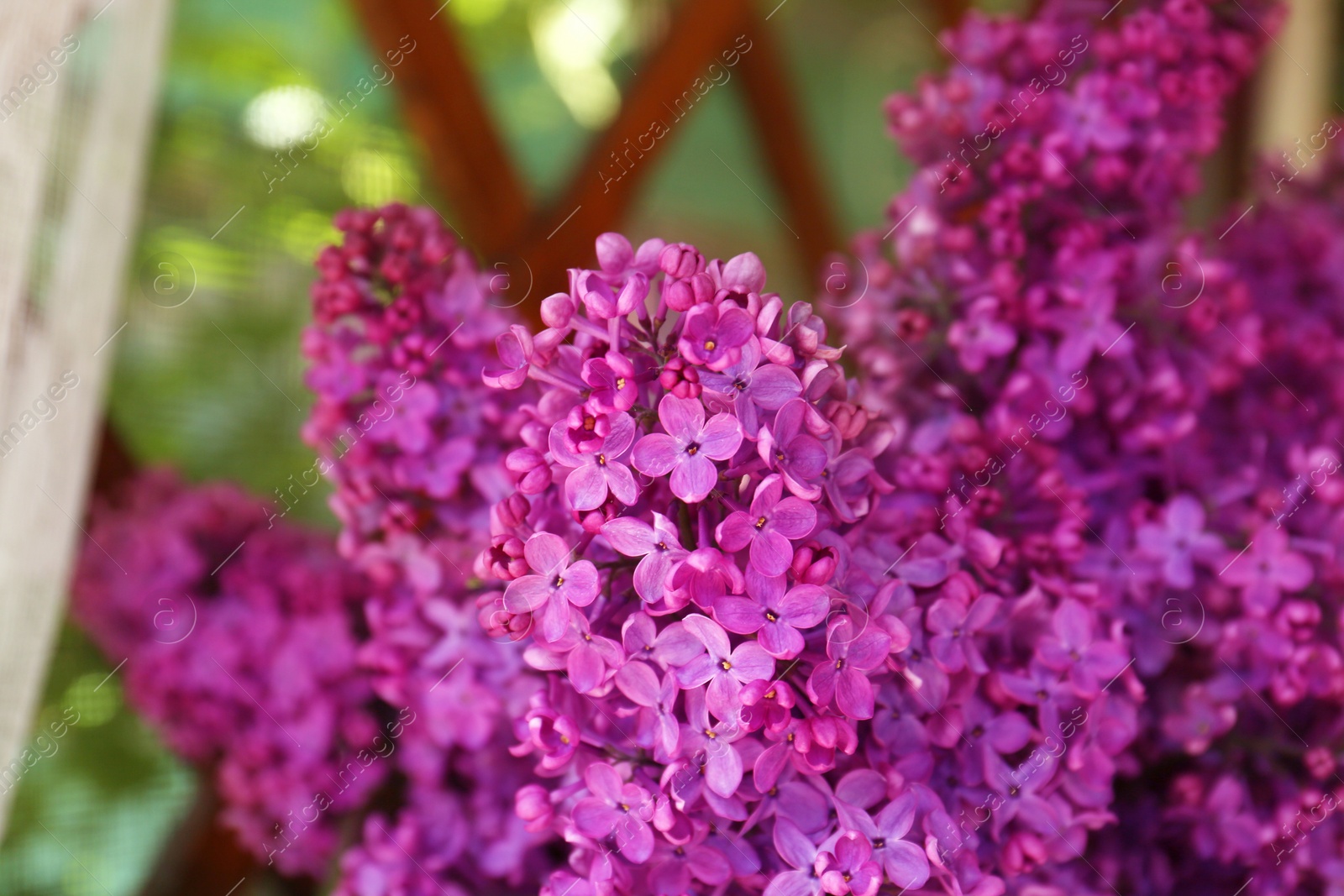 Photo of Beautiful lilac flowers near window indoors, closeup