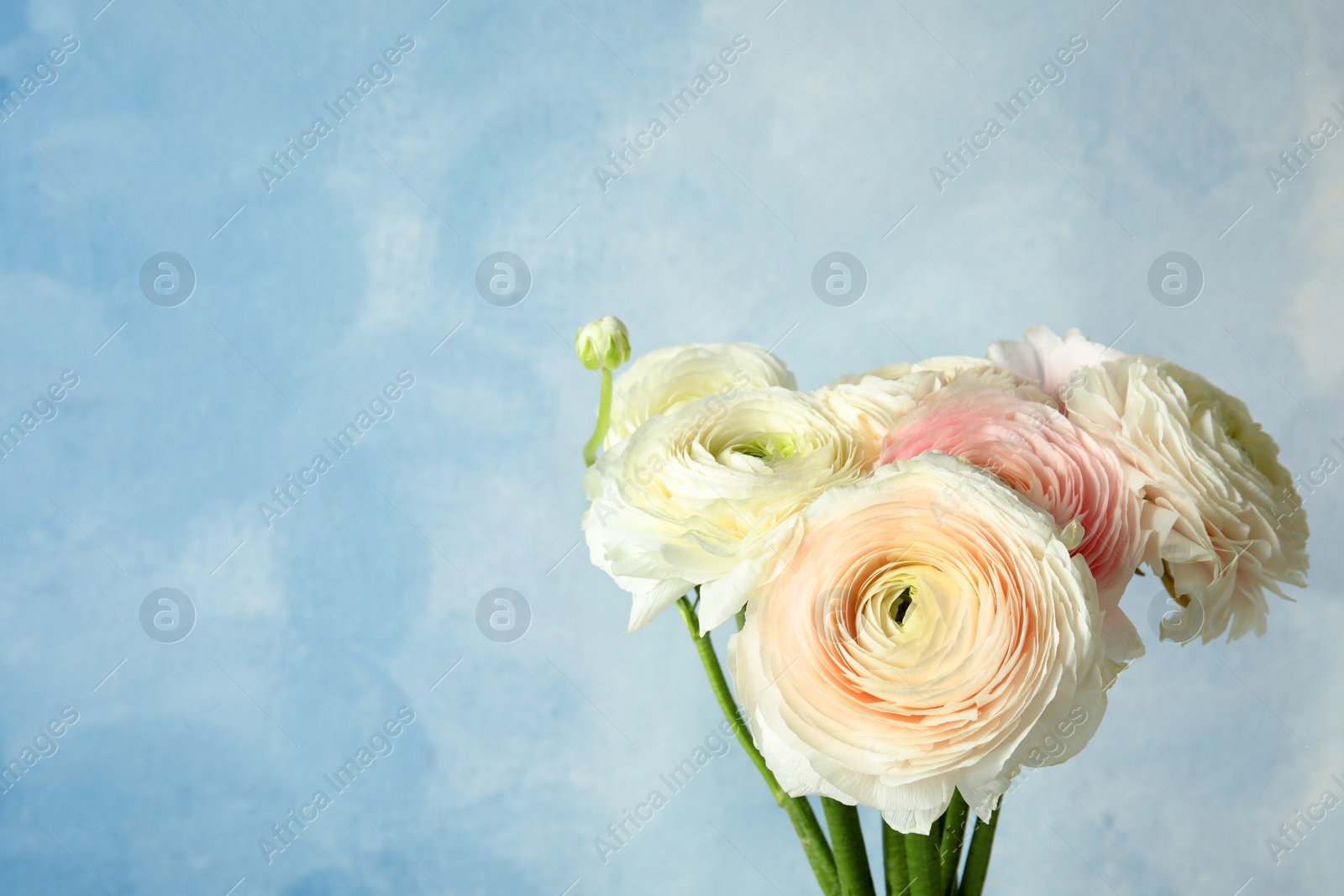 Photo of Beautiful ranunculus flowers on color background. Space for text