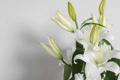 Photo of Beautiful lily flowers on white background, space for text