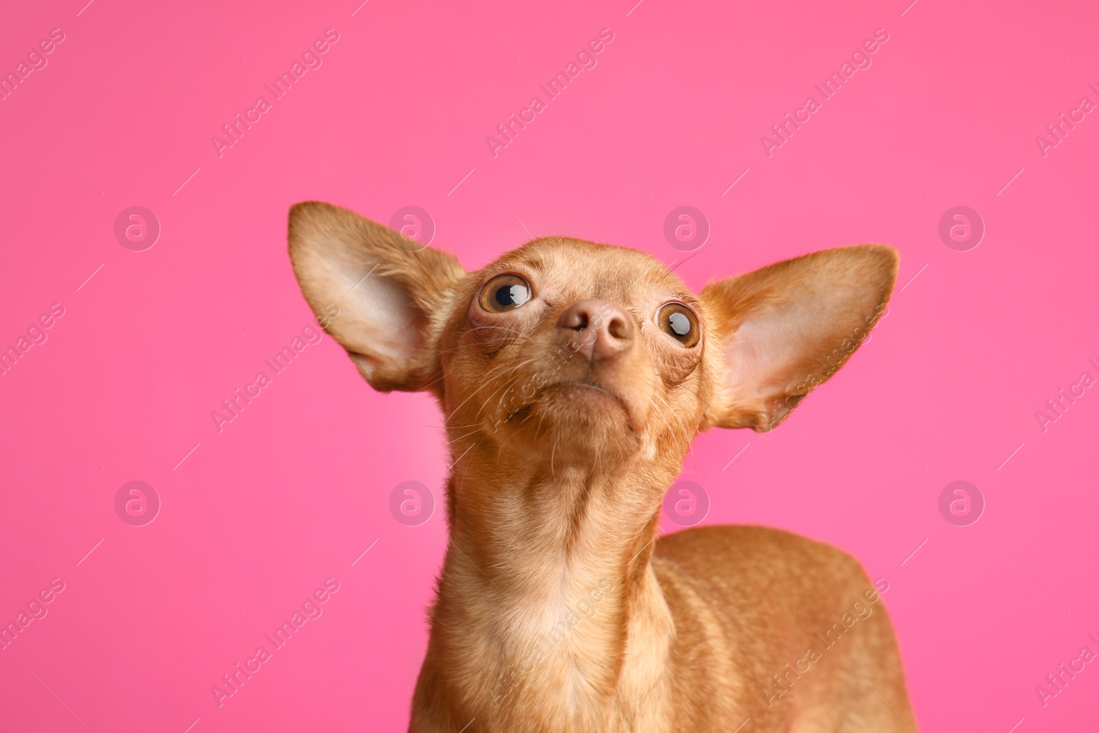 Photo of Cute toy terrier on color background. Domestic dog