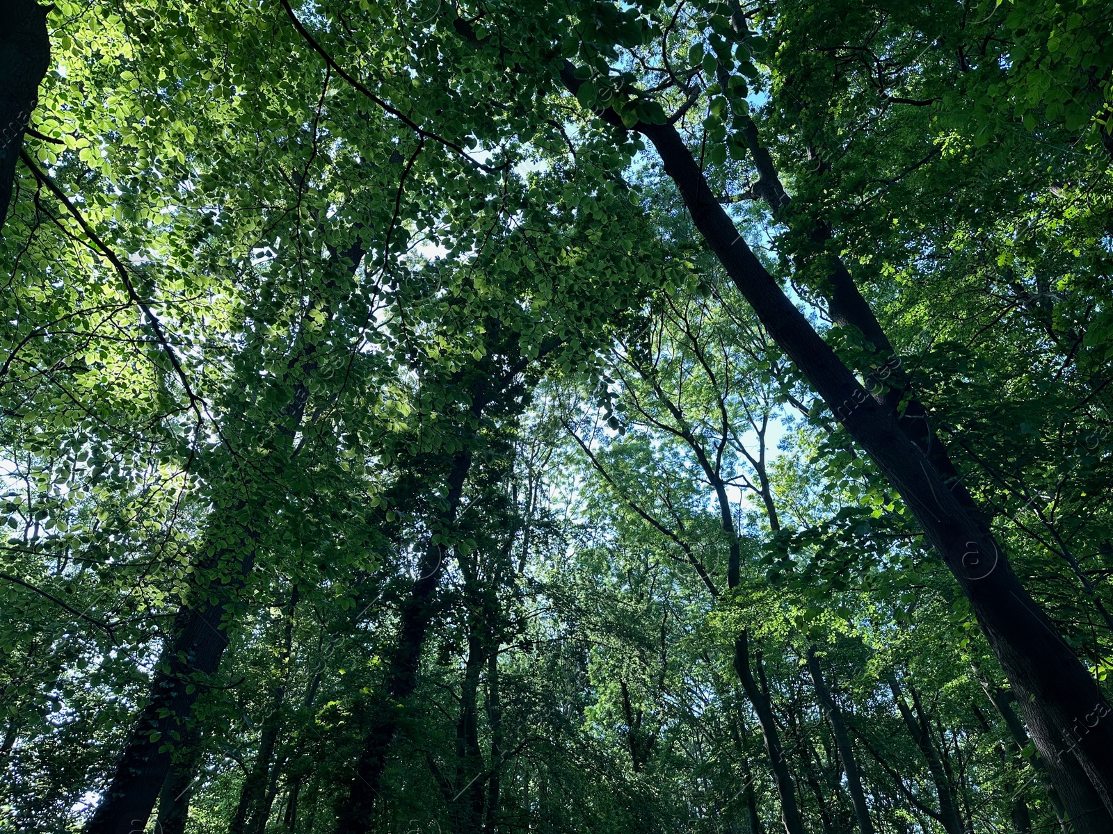 Photo of Tall green trees in forest, low angle view