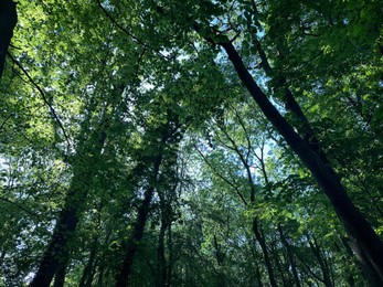 Tall green trees in forest, low angle view