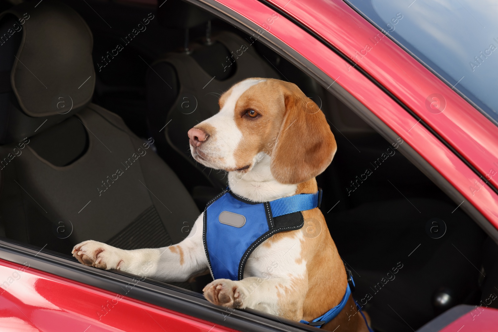 Photo of Cute Beagle dog peeking out car window